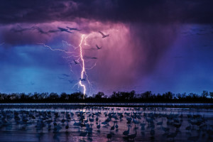 Sand Hills Cranes © Randy Olson