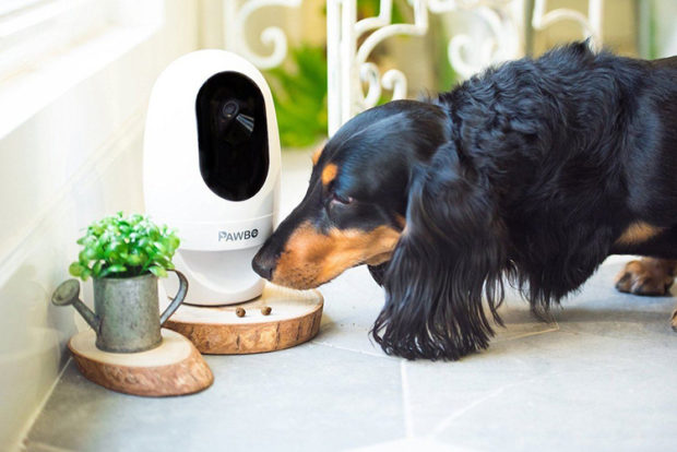 Pawbo+ è l’IP cam per chi ha animali domestici