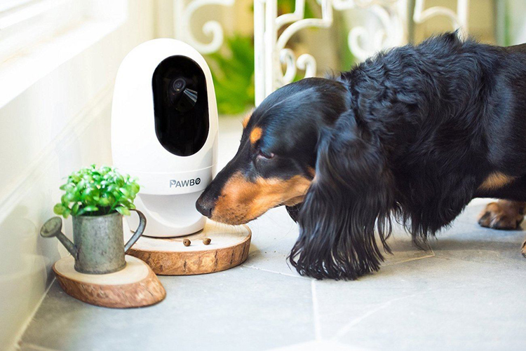 Pawbo IP Cam