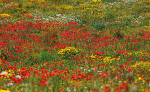 www.poderepapilio.it