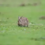 Canon EOS -1D X Mark II