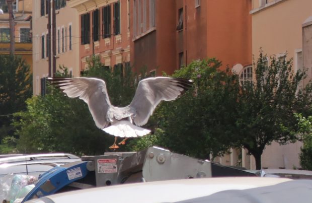 Caccia fotografica, a Roma c’est plus facile