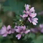 Fujinon