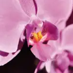 Panasonic LUMIX DC-S1R