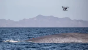 DJI Ocean Alliance