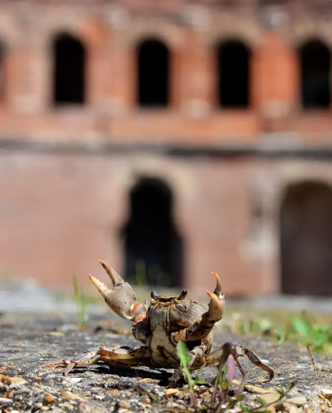 Biodiversità a Roma