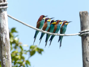 Biodiversità a Roma