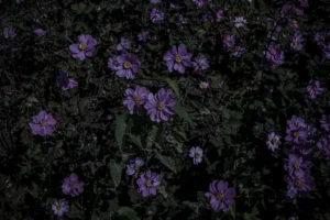 Alessandra Calo The Gardens Tale 2022 fine art su carta di cotone