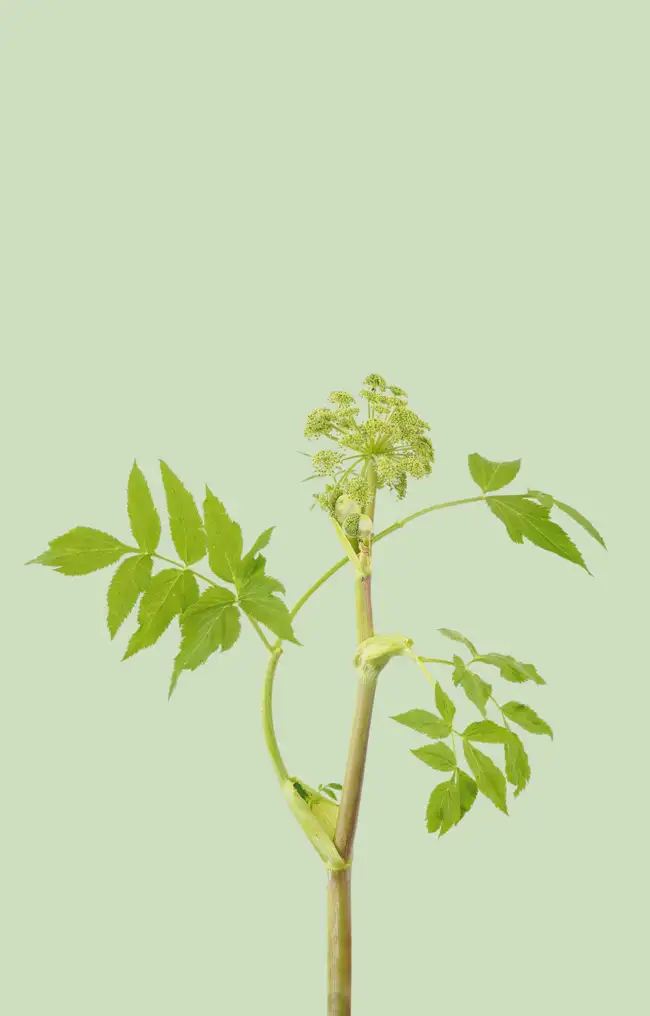 © Federico Scarchilli, Italy, Finalist, Professional competition, Still Life, Sony World Photography Awards 2024