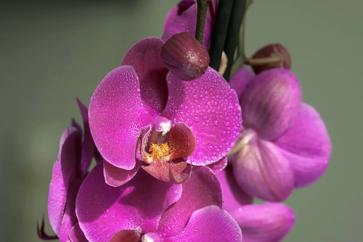 Sony A1 II