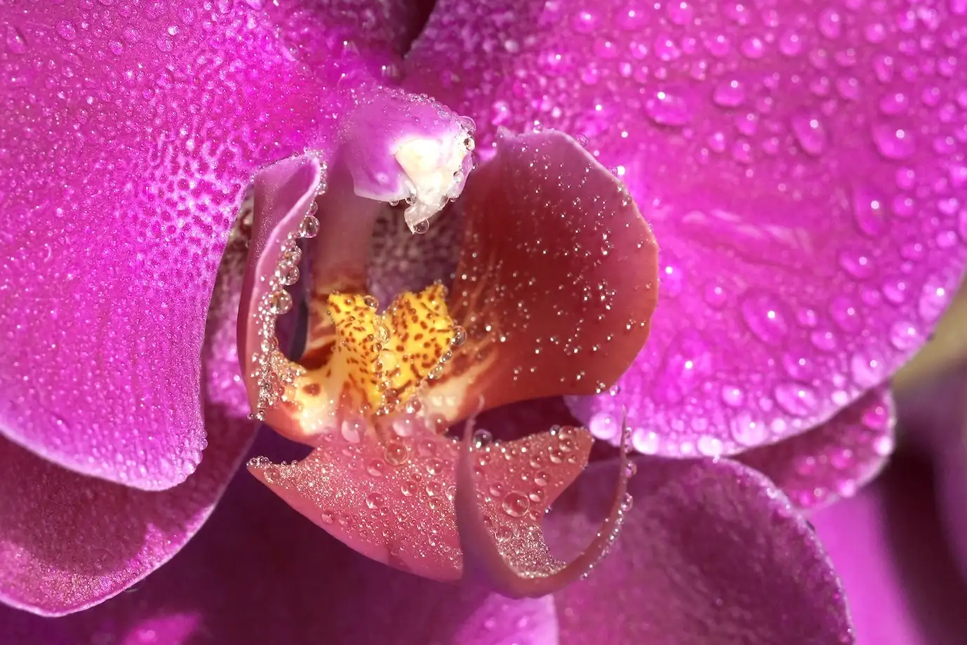 Sony A1 II