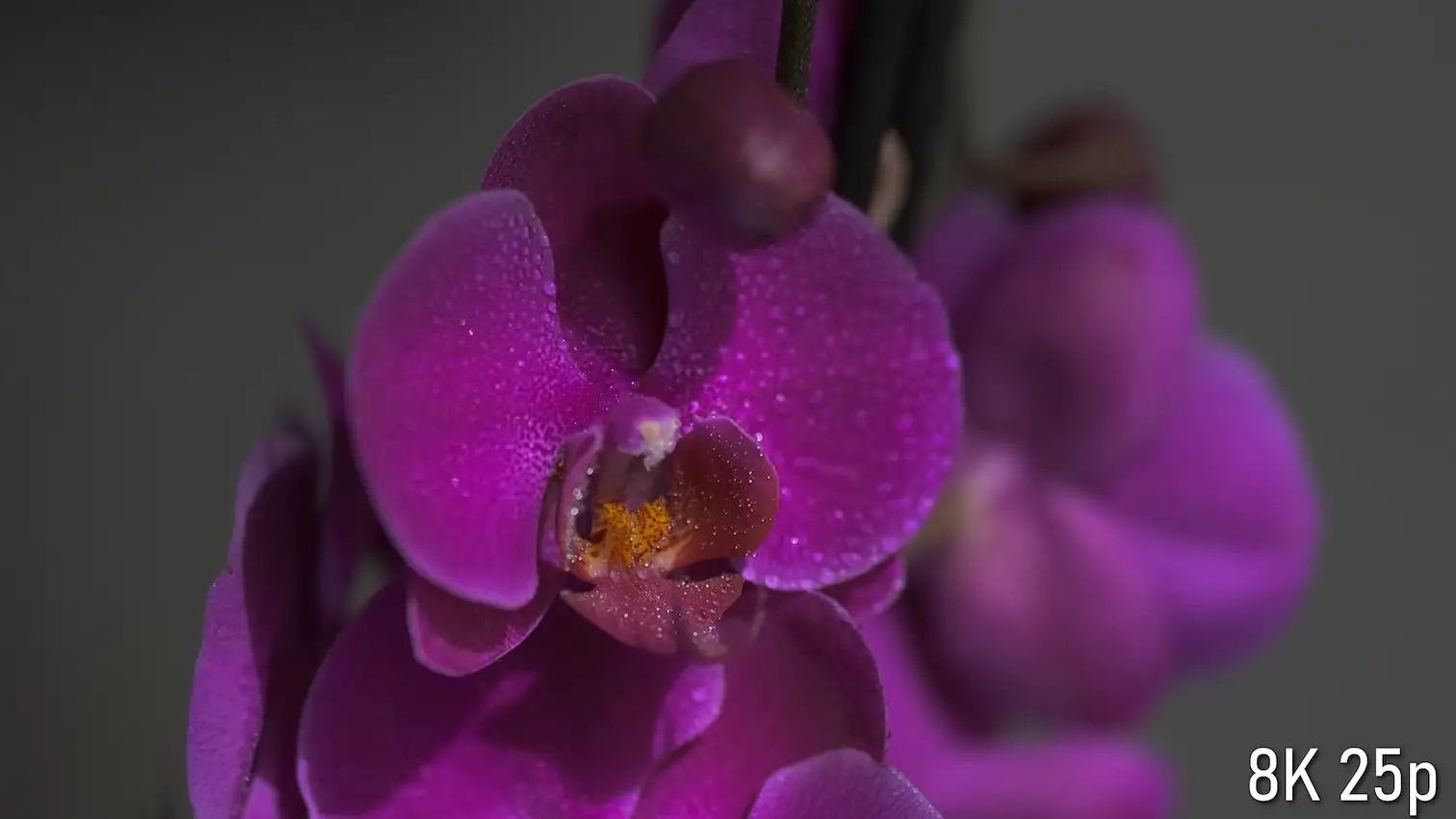 Sony A1 II