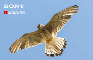 Workshop Sabatini Nature Experience