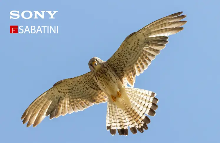 Workshop Sabatini Nature Experience